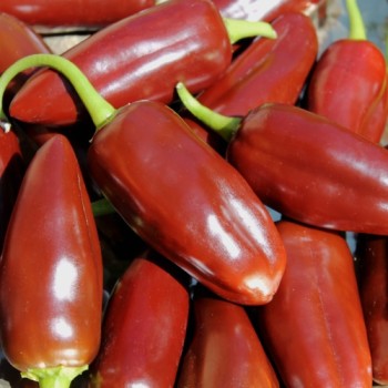 Chili Brown Jalapeno (Schärfe 3) (Samen)