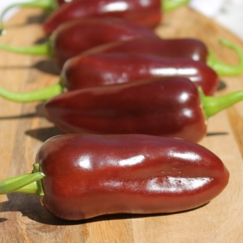 Chili Brown Jalapeno (Schärfe 3) (Samen)