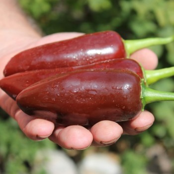 Chili Brown Jalapeno (Schärfe 3) (Samen)