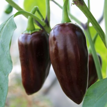 Chili Brown Jalapeno (Schärfe 3) (Samen)