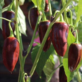 Chili Brown Jalapeno (Schärfe 3) (Samen)