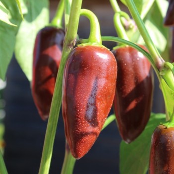 Chili Brown Jalapeno (Schärfe 3) (Samen)