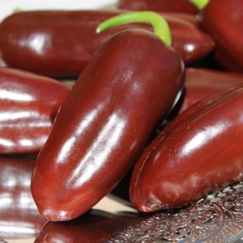 Chili Brown Jalapeno (Schärfe 3) (Samen)
