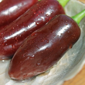 Chili Brown Jalapeno (Schärfe 3) (Samen)