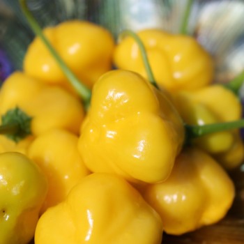 Chili Butter Cookie (Schärfe 4) (Samen)