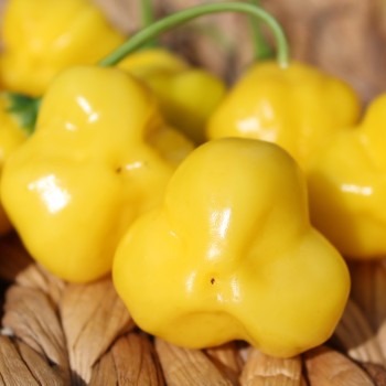 Chili Butter Cookie (Schärfe 4) (Samen)
