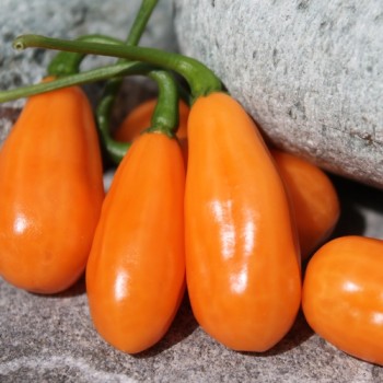Chili Cabaca Peach (Schärfe 3) (Samen)