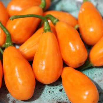 Chili Cabaca Peach (Schärfe 3) (Samen)