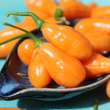 Chili Cabaca Peach (Schärfe 3) (Samen)