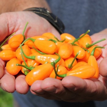 Chili Cabaca Peach (Schärfe 3) (Samen)