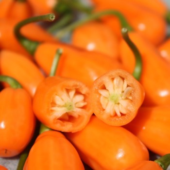 Chili Cabaca Peach (Schärfe 3) (Samen)
