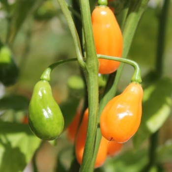Chili Cabaca Peach (Schärfe 3) (Samen)