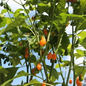 Chili Cabaca Peach (Schärfe 3) (Samen)