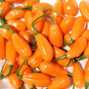 Chili Cabaca Peach (Schärfe 3) (Samen)
