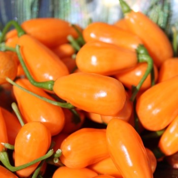 Chili Cabaca Peach (Schärfe 3) (Samen)