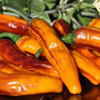 Neu! Chili Cassius Longinus (panaschiert) (Schärfe 4) (Samen)