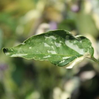 Neu! Chili Cassius Longinus (panaschiert) (Schärfe 4) (Samen)