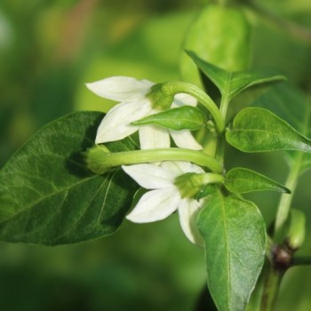 Chili Catarina (Schärfe 4) (Samen)