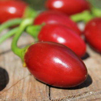 Chili Catarina (Schärfe 4) (Samen)