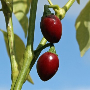 Chili Catarina (Schärfe 4) (Samen)