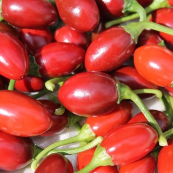 Chili Catarina (Schärfe 4) (Samen)