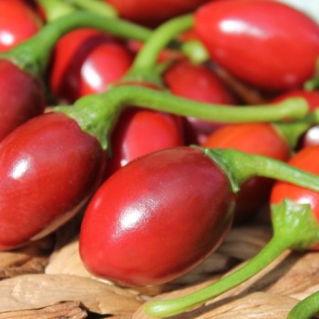 Chili Catarina (Schärfe 4) (Samen)