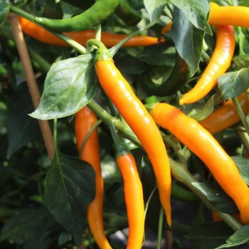 Chili Cayenne Orange (Schärfe 8) (Samen)