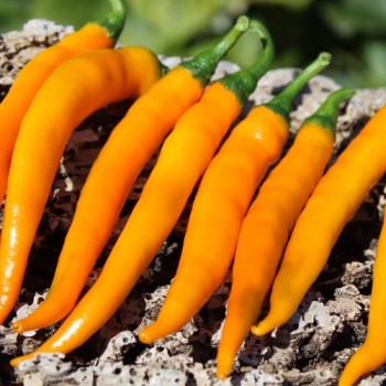 Chili Cayenne Orange (Schärfe 8) (Samen)