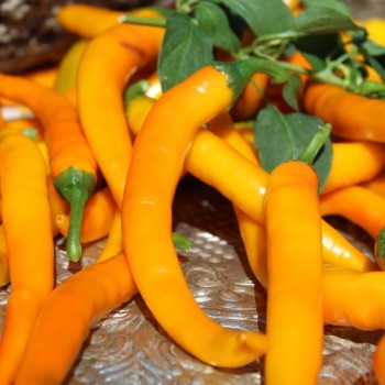 Chili Cayenne Orange (Schärfe 8) (Samen)