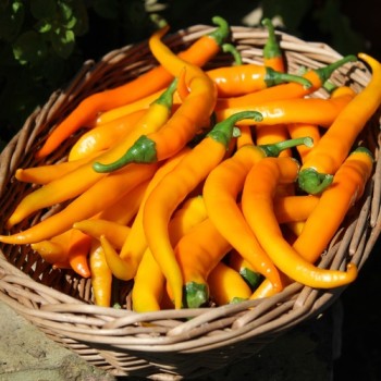 Chili Cayenne Orange (Schärfe 8) (Samen)