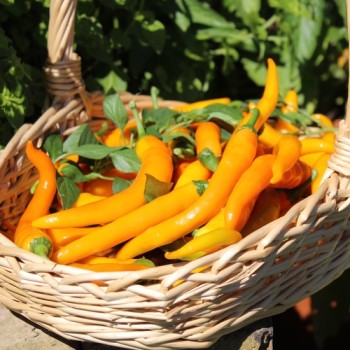 Chili Cayenne Orange (Schärfe 8) (Samen)