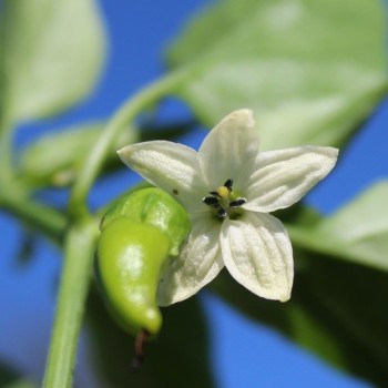 Chili Cayenne Red (Schärfe 8) (Samen)