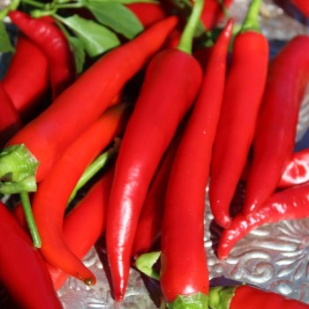 Chili Cayenne Red (Schärfe 8) (Samen)