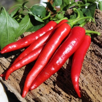 Chili Cayenne Red (Schärfe 8) (Samen)