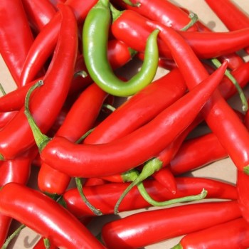 Chili Cayenne Red (Schärfe 8) (Samen)