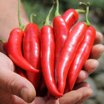 Chili Cayenne Red (Schärfe 8) (Samen)