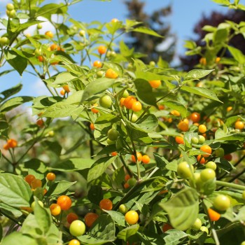 Chili Charapita (Schärfe 9) (Samen)