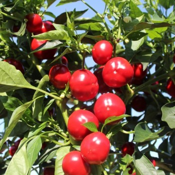 Chili Cherry Bomb (Schärfe 1) (Samen)
