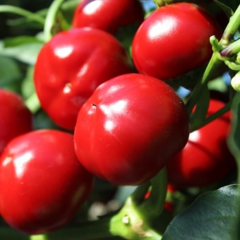 Chili Cherry Bomb (Schärfe 1) (Samen)