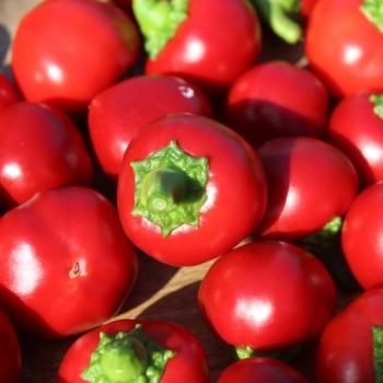 Chili Cherry Bomb (Schärfe 1) (Samen)