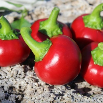Chili Cherry Bomb (Schärfe 1) (Samen)