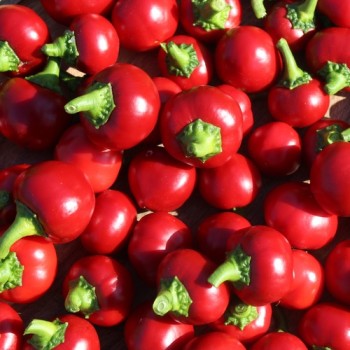 Chili Cherry Bomb (Schärfe 1) (Samen)