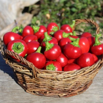 Chili Cherry Bomb (Schärfe 1) (Samen)