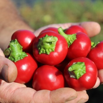 Chili Cherry Bomb (Schärfe 1) (Samen)