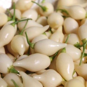Chili Chupentinho White (Schärfe 9) (Samen)