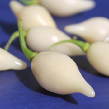 Chili Chupentinho White (Schärfe 9) (Samen)