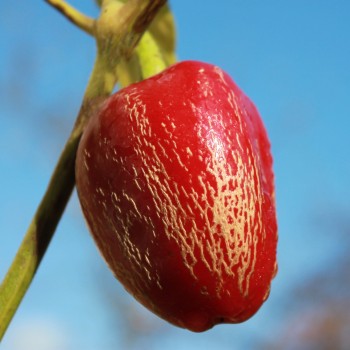 Chili Dieghito Jalapeno (Schärfe 4) (Samen)