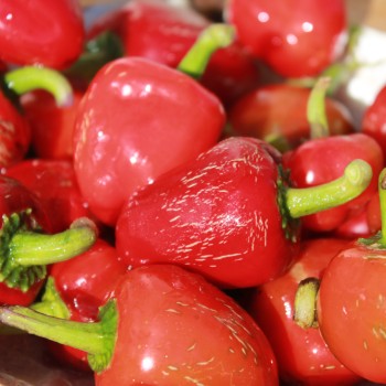 Chili Dieghito Jalapeno (Schärfe 4) (Samen)