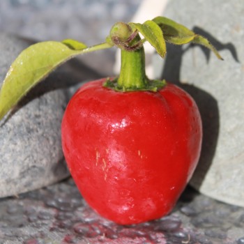 Chili Dieghito Jalapeno (Schärfe 4) (Samen)