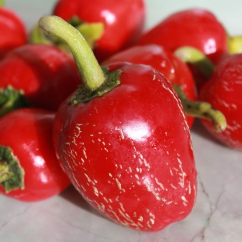 Chili Dieghito Jalapeno (Schärfe 4) (Samen)